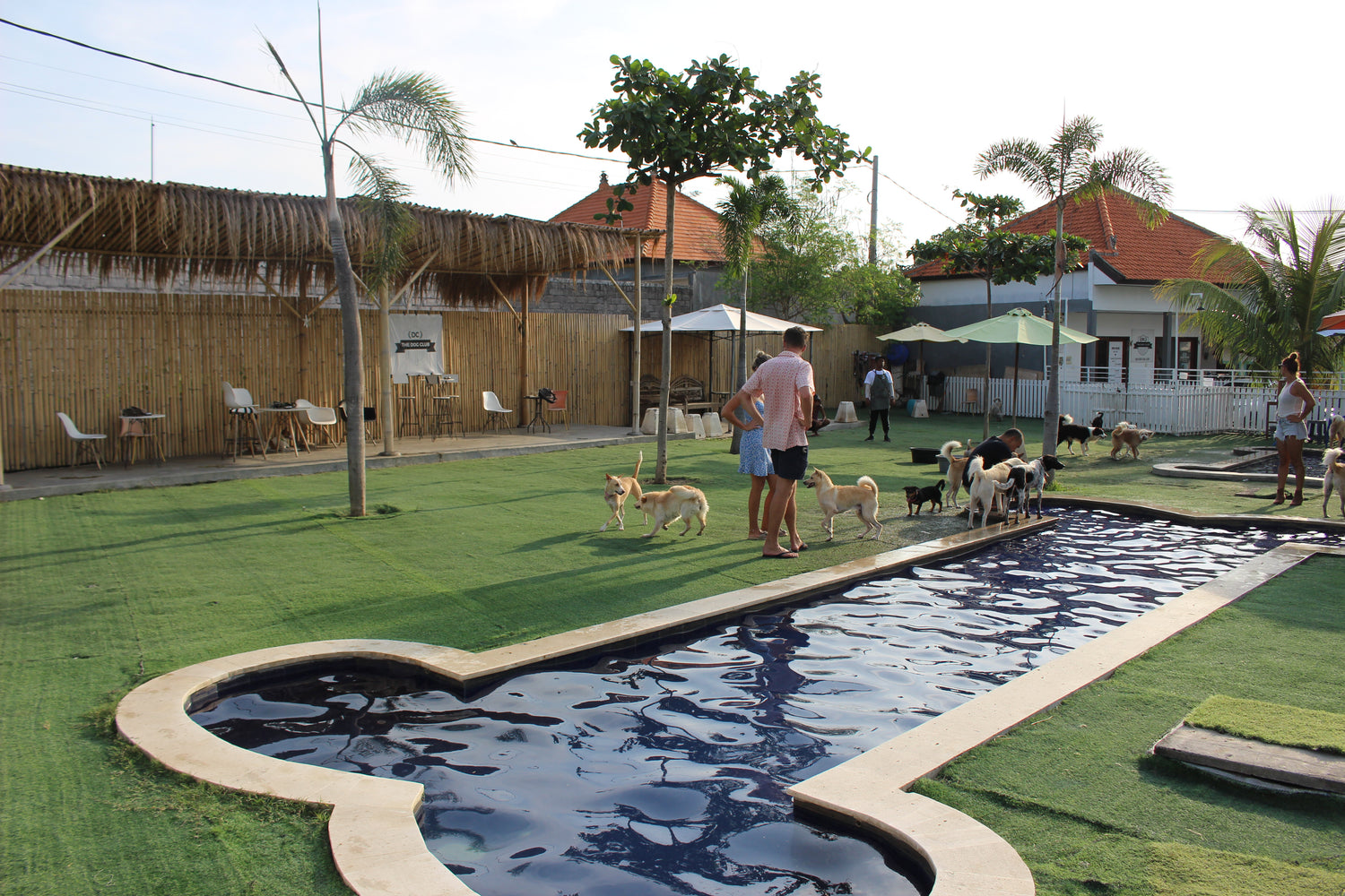 Big bone swimming pool at The Dog Club Bali